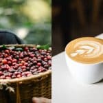 Svježe ubrana zrna kave u košari i šalica kave s latte art uzorkom, simbolizirajući put od zrna do šalice.