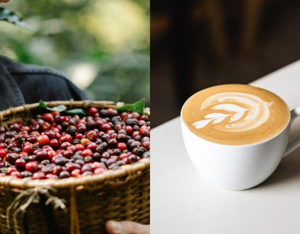 Svježe ubrana zrna kave u košari i šalica kave s latte art uzorkom, simbolizirajući put od zrna do šalice.