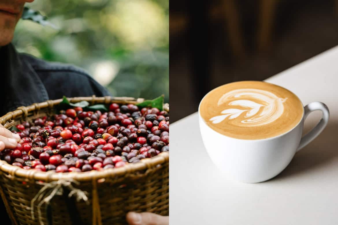 Svježe ubrana zrna kave u košari i šalica kave s latte art uzorkom, simbolizirajući put od zrna do šalice.
