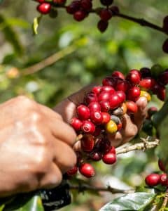 Ruke farmera pažljivo beru zrele, crvene bobice kave direktno s grane plantaže, pokazujući podrijetlo.